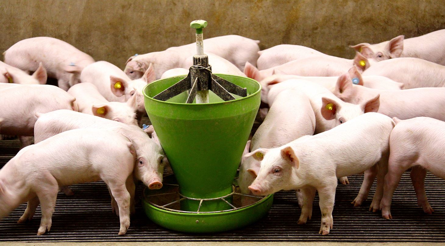 Sm�grise ved fodertrug